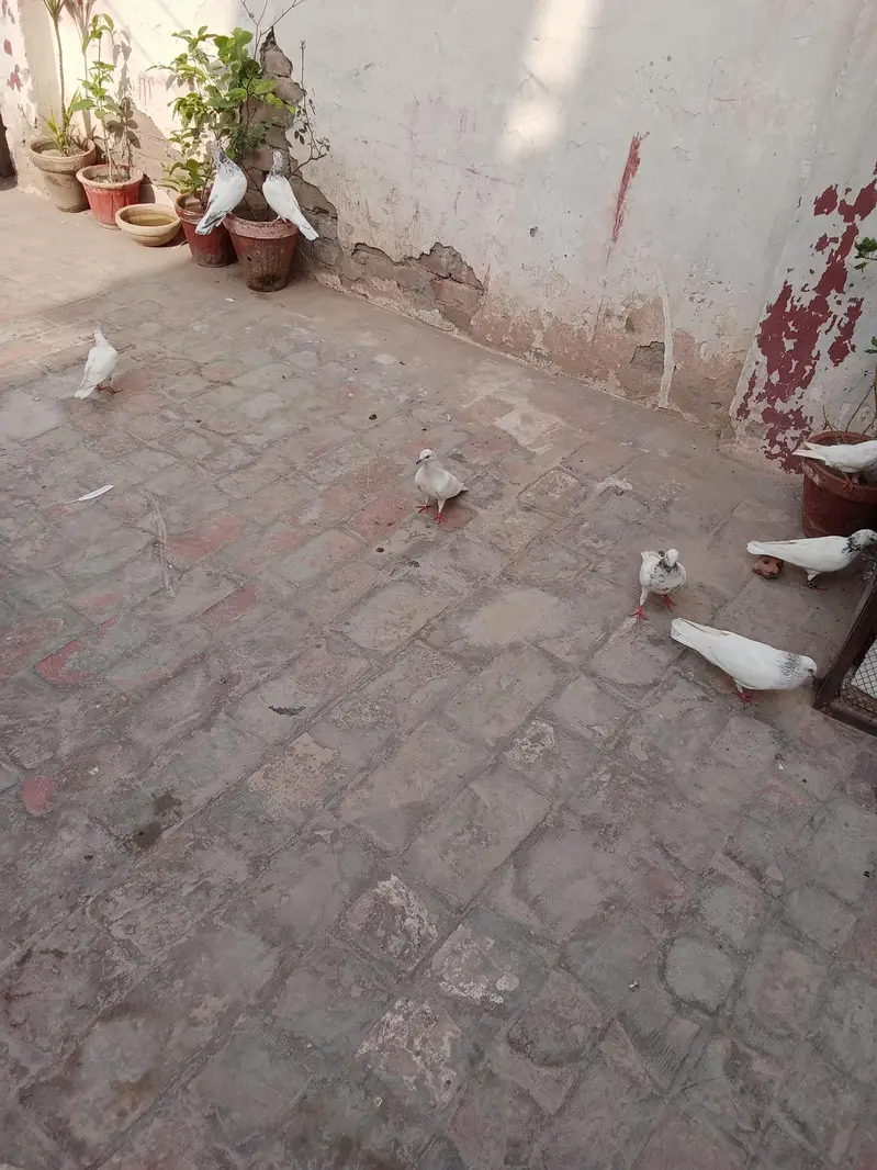 all pigeon for sale — photo 8