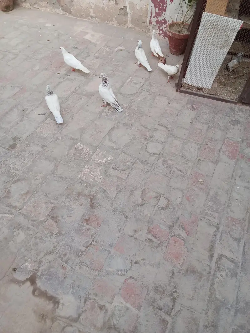 all pigeon for sale — photo 9