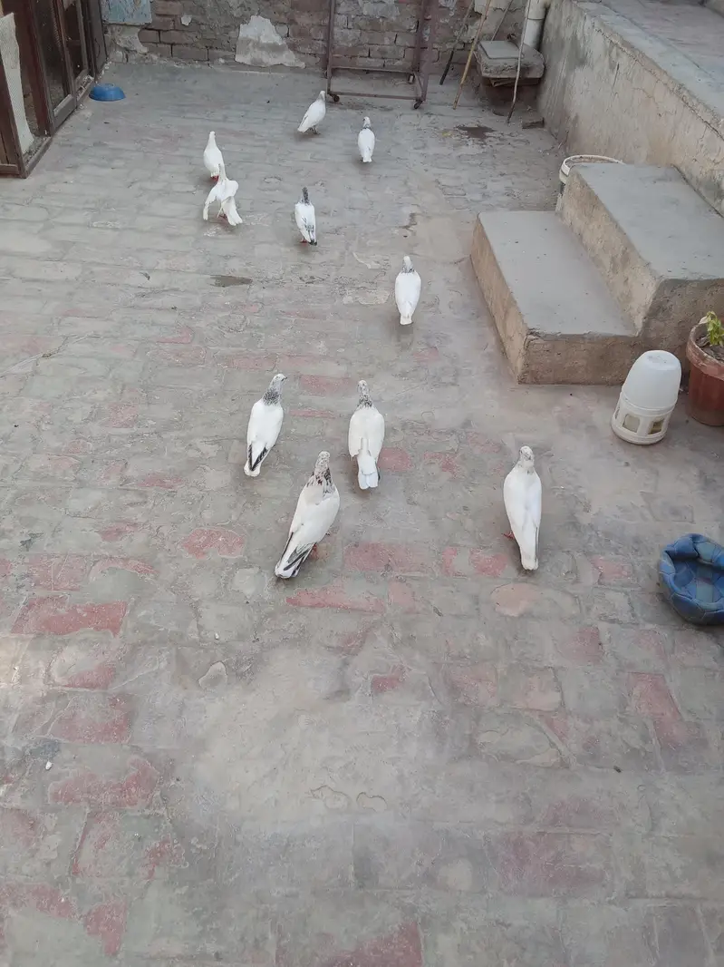 all pigeon for sale — photo 10