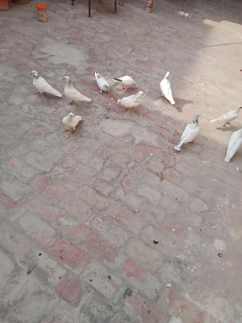 all pigeon for sale — photo 11