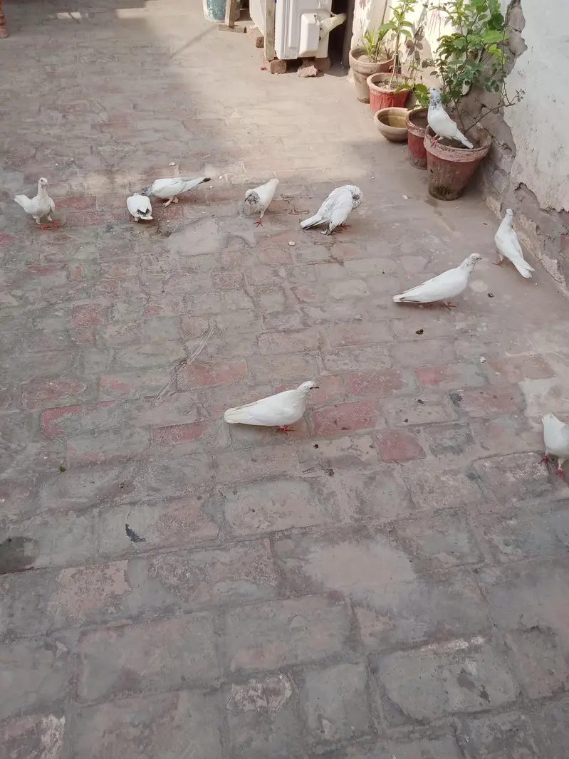 all pigeon for sale — photo 12