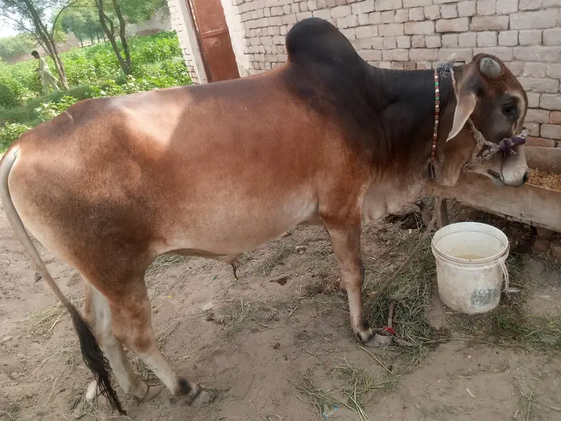 دیسی کھیرا وچھا وزن قریب 4 من ہے واٹس 0/3/2/4/5/7/5/8/8/9/3 — photo 2