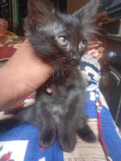 Persian cat triple code