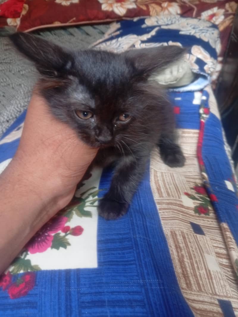 Persian cat triple code 1