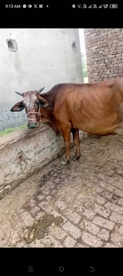ایک گائے ایک بچھڑا ایک بچھڑی اور ایک کٹا برائے فروخت انتہائی مناسب ریٹ