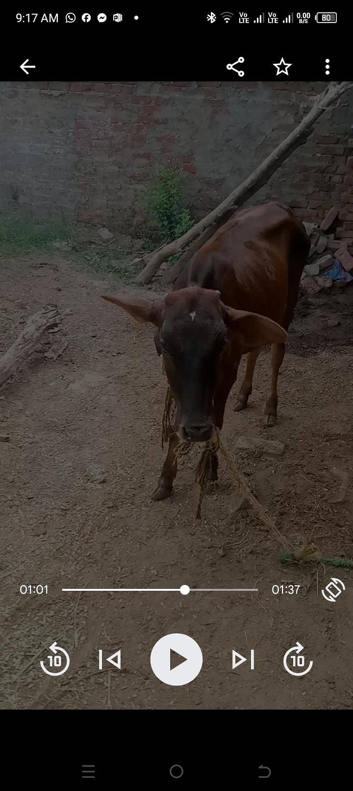 ایک گائے ایک بچھڑا ایک بچھڑی اور ایک کٹا برائے فروخت انتہائی مناسب ریٹ 1