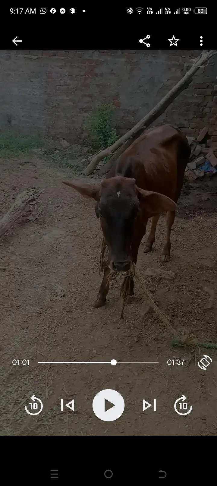 ایک گائے ایک بچھڑا ایک بچھڑی اور ایک کٹا برائے فروخت انتہائی مناسب ریٹ — photo 2