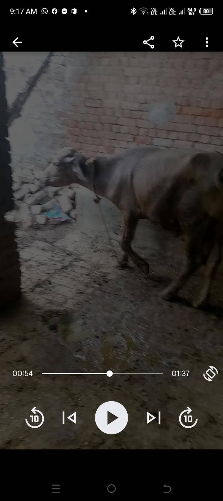 ایک گائے ایک بچھڑا ایک بچھڑی اور ایک کٹا برائے فروخت انتہائی مناسب ریٹ 2