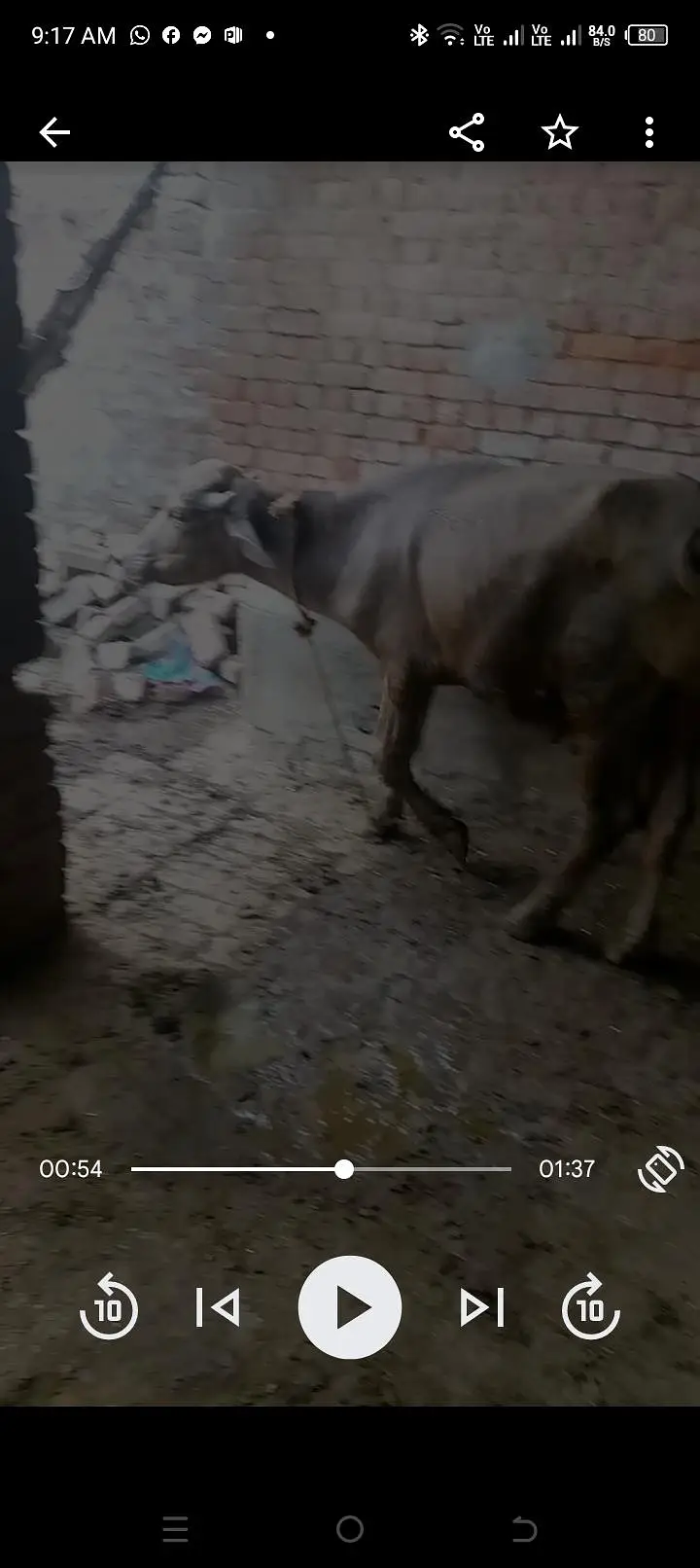 ایک گائے ایک بچھڑا ایک بچھڑی اور ایک کٹا برائے فروخت انتہائی مناسب ریٹ — photo 3