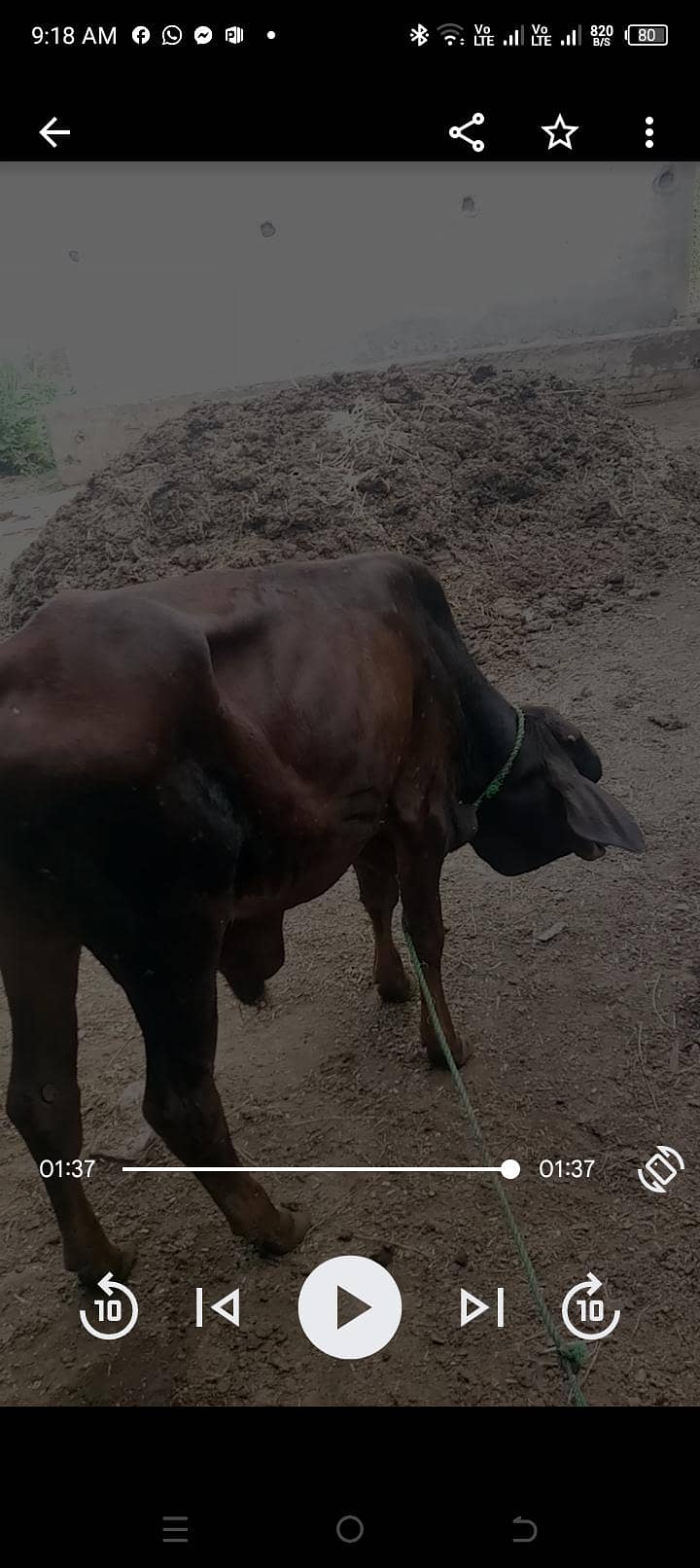 ایک گائے ایک بچھڑا ایک بچھڑی اور ایک کٹا برائے فروخت انتہائی مناسب ریٹ 3