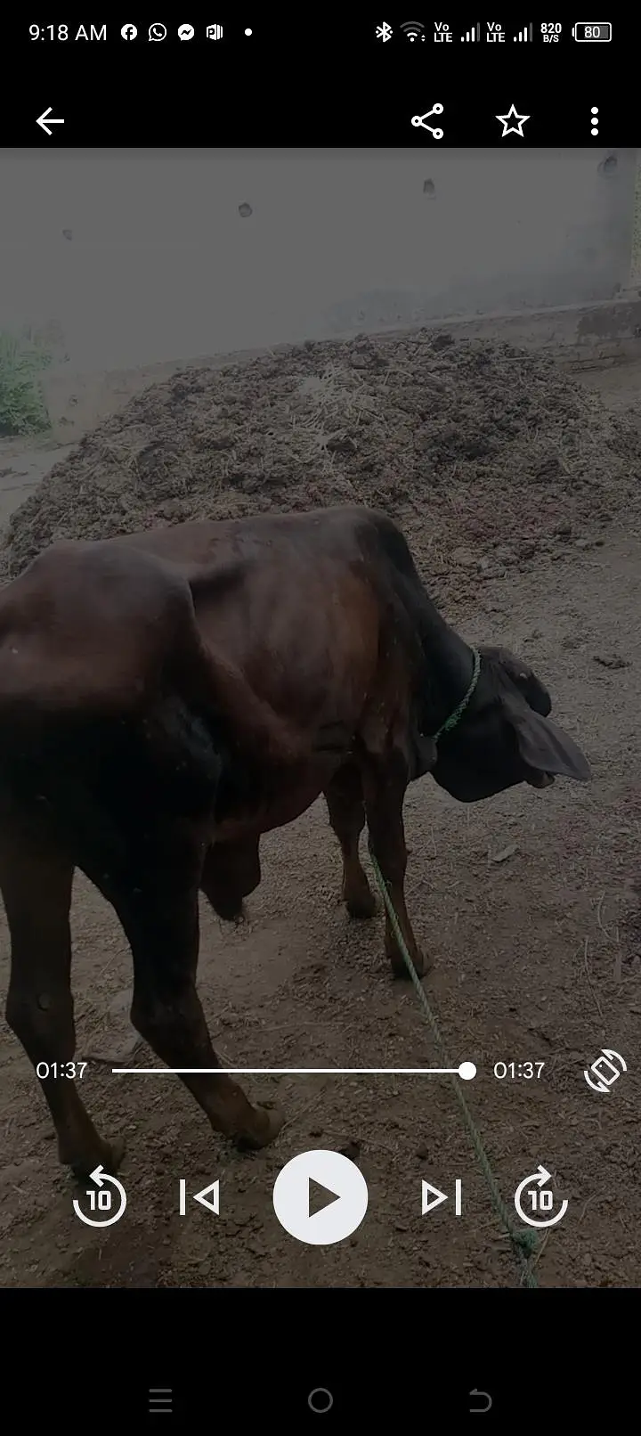 ایک گائے ایک بچھڑا ایک بچھڑی اور ایک کٹا برائے فروخت انتہائی مناسب ریٹ — photo 4