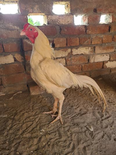 White Heera Male
