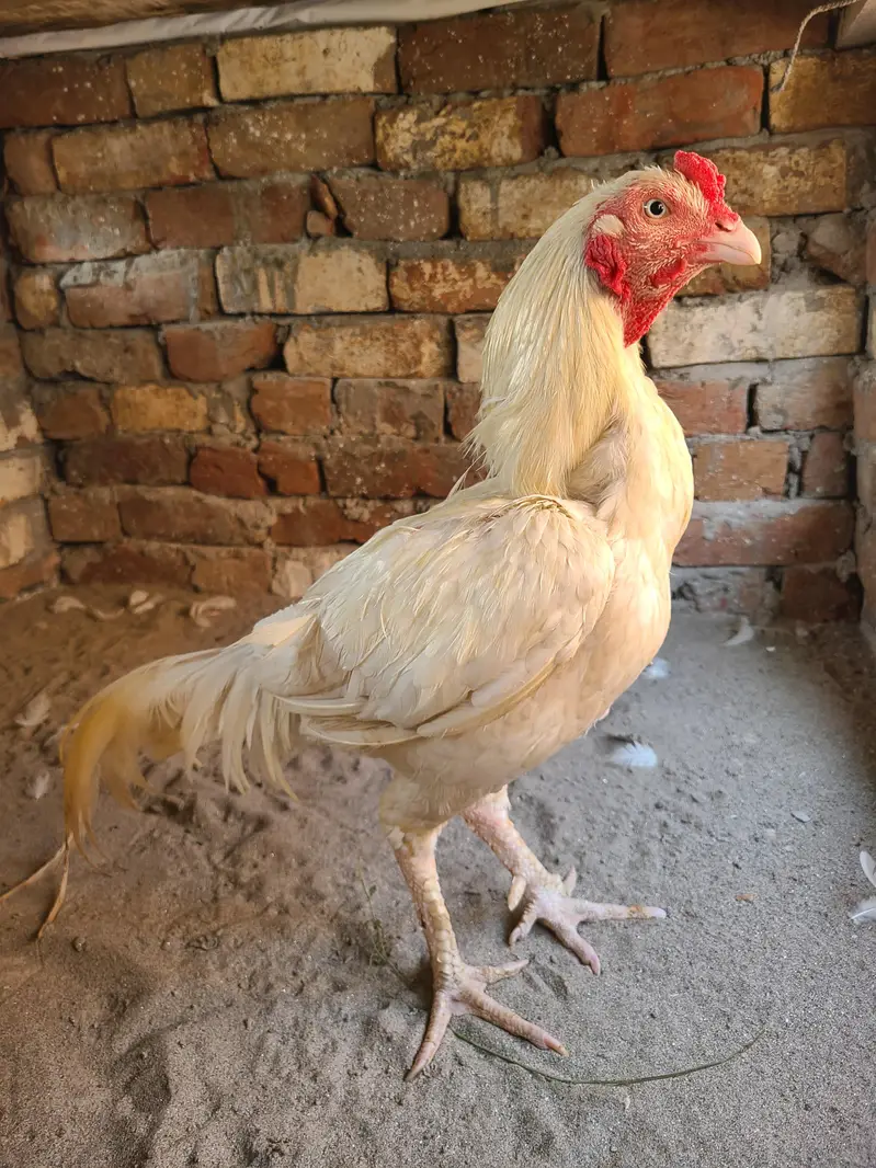 White Heera Male — photo 2