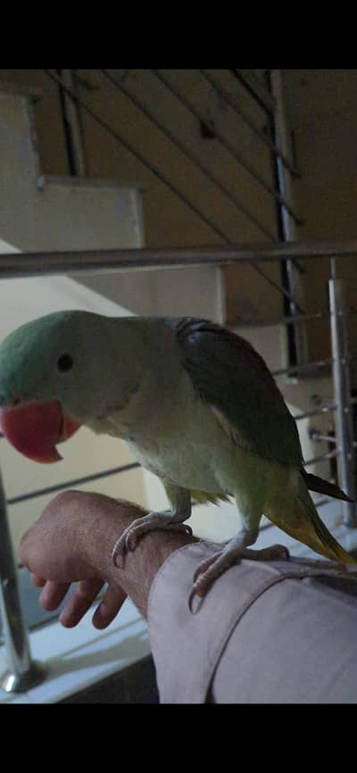 Raw male baby