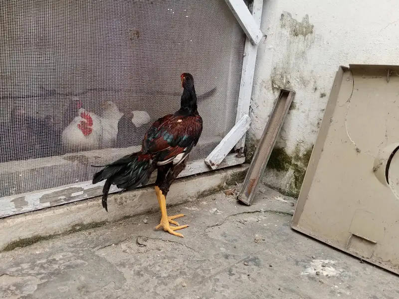 Bengum aseel — photo 2