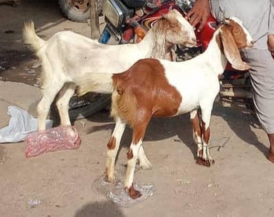 urgent sell krna hai jisko chaiye rabta kare aik 25 hazar