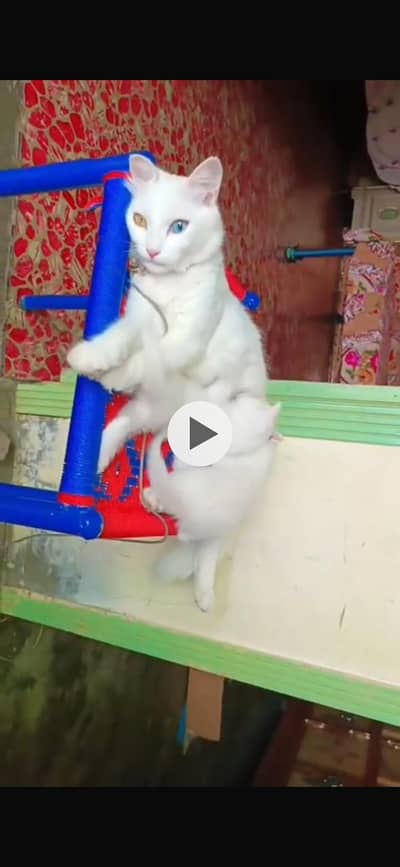 Pershion cat