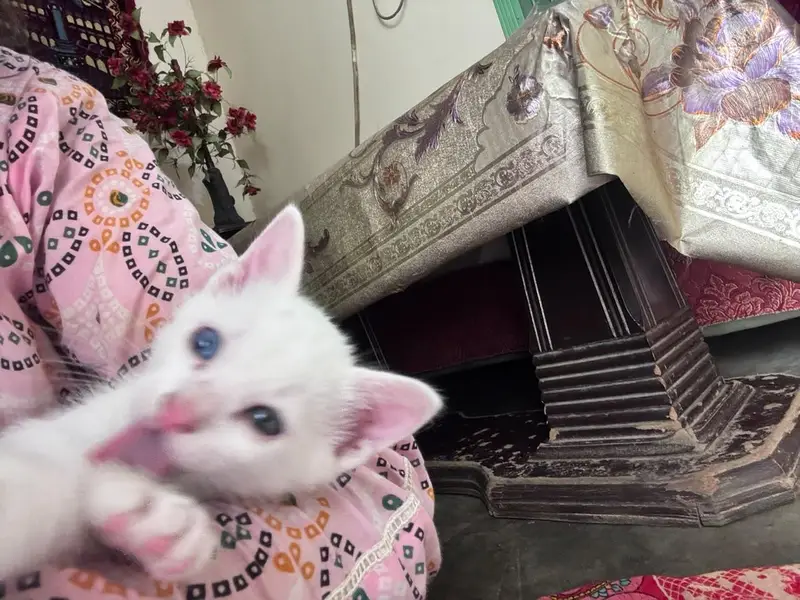 Pershion cat — photo 2