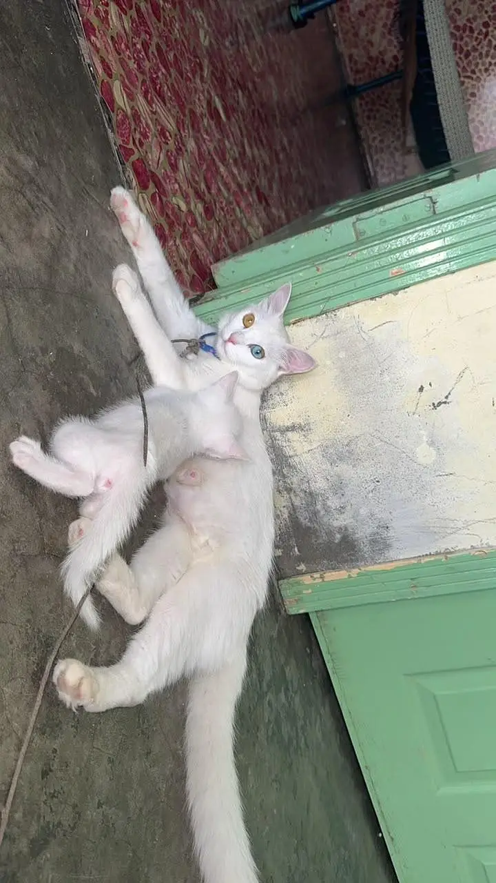 Pershion cat — photo 3