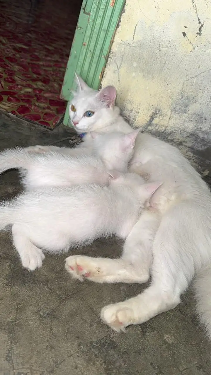 Pershion cat — photo 4