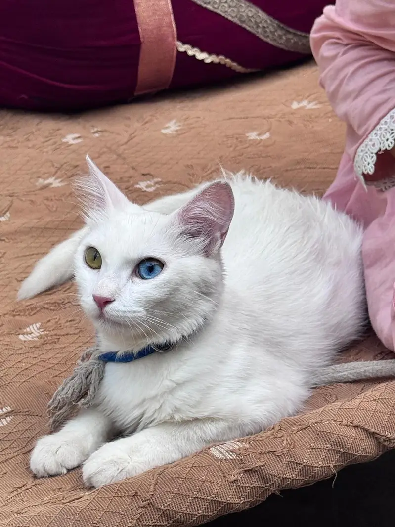 Pershion cat — photo 5