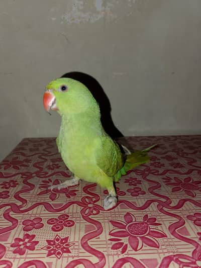 Ringneck talking parrot