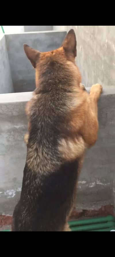 German shepherd double coated