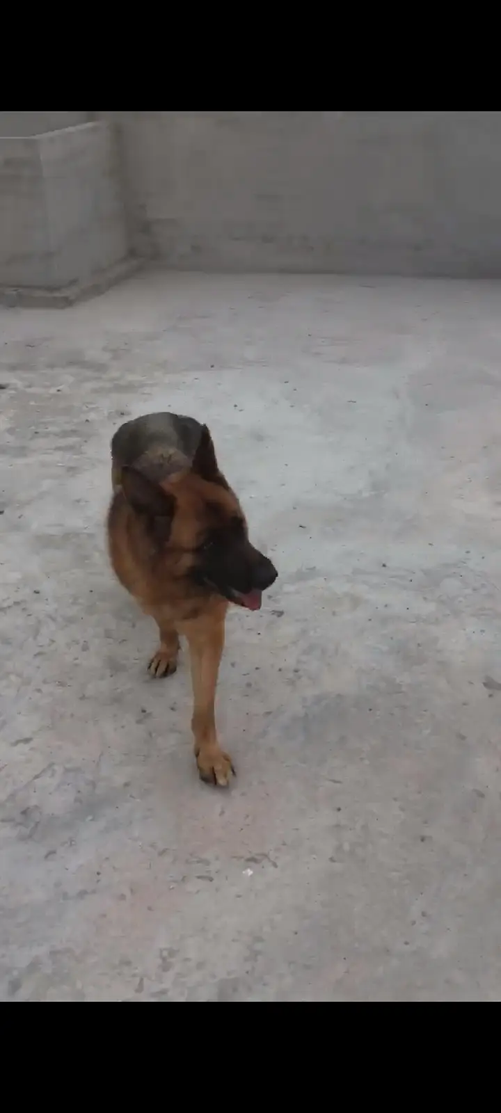 German shepherd double coated — photo 2