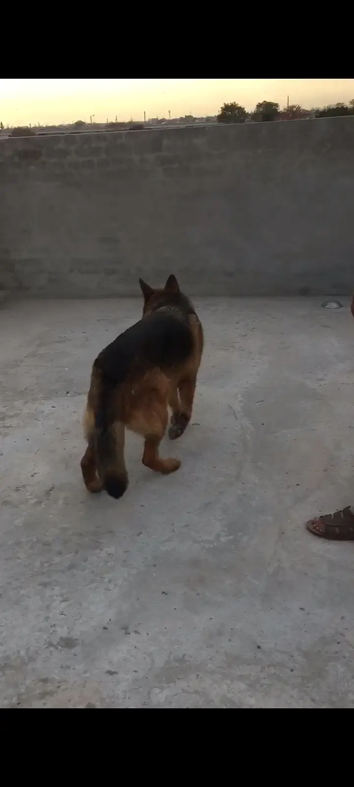 German shepherd double coated — photo 3