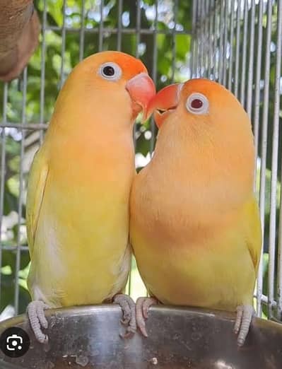 creamino breeder pair