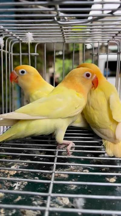 creamino breeder pair
