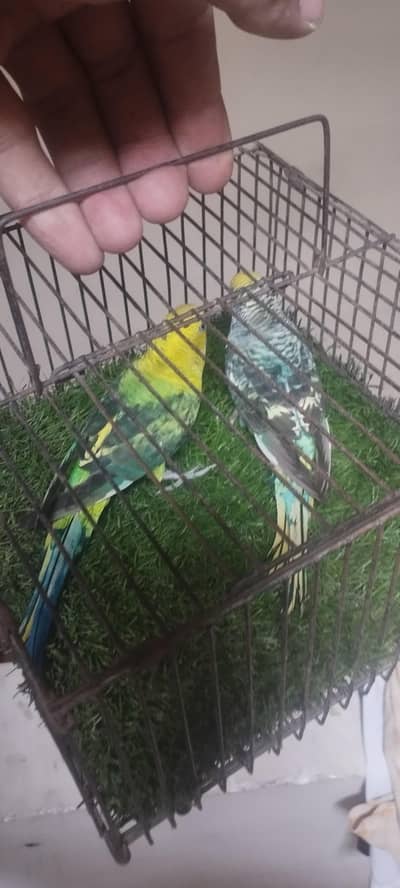 black wing pair