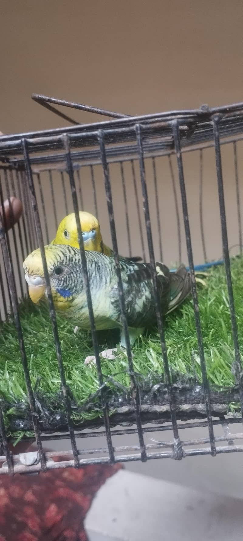 black wing pair 2