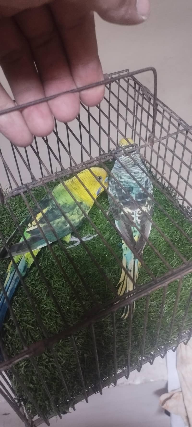 black wing pair 3