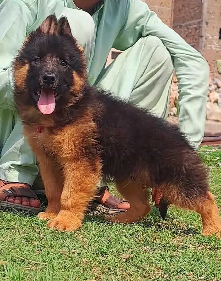 Gurman Shaft Dog My WhatsApp 03057080474 ///aggsfafs/ — photo 2