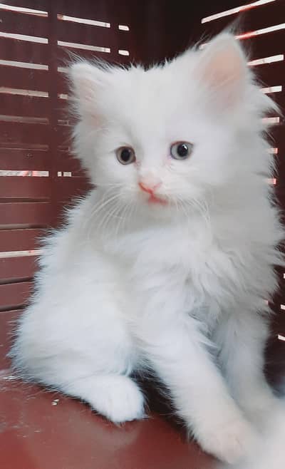 pure white triple coated female persian available in lahore