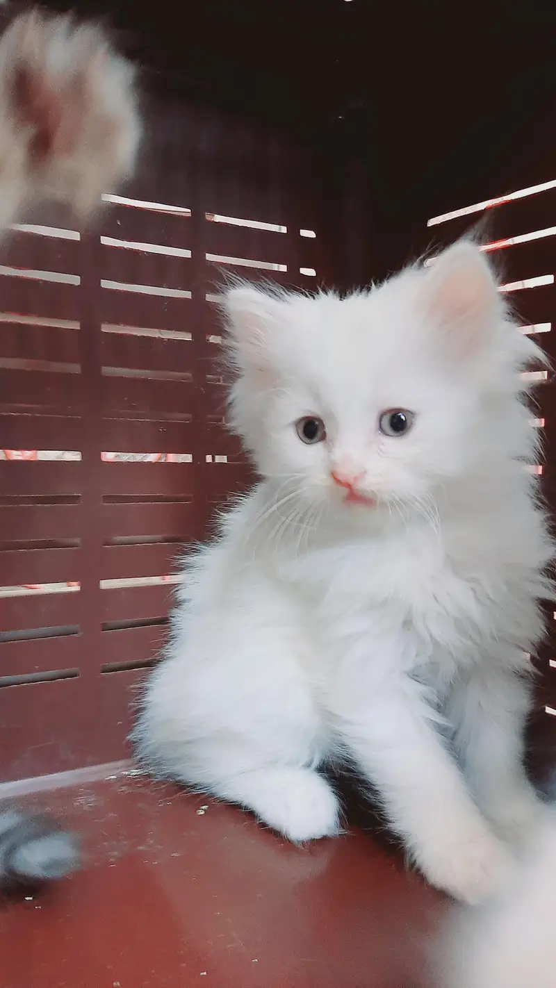 pure white triple coated female persian available in lahore — photo 2