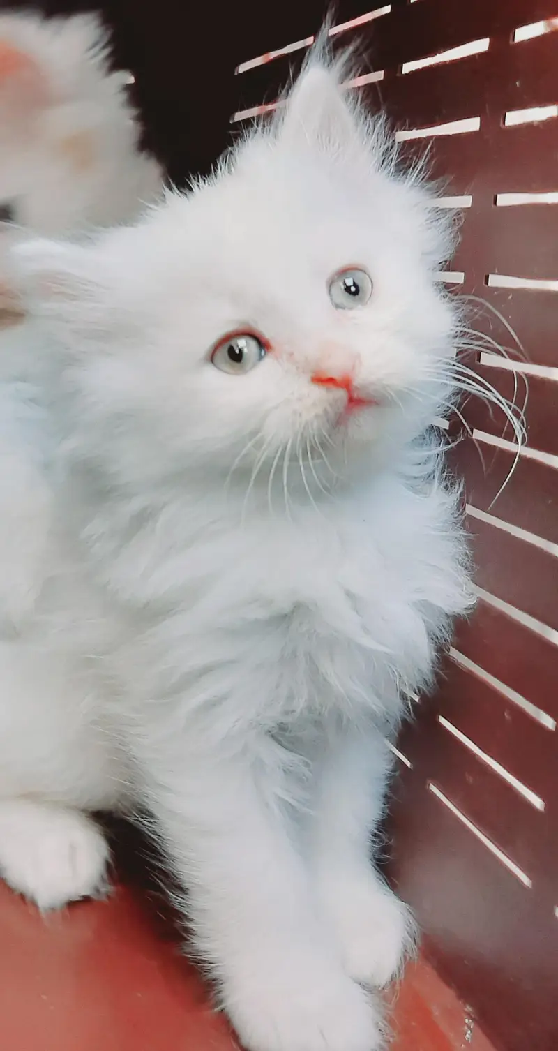 pure white triple coated female persian available in lahore — photo 3