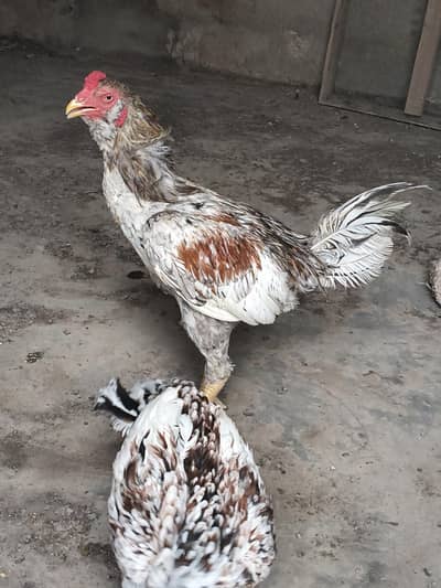 aseel pair