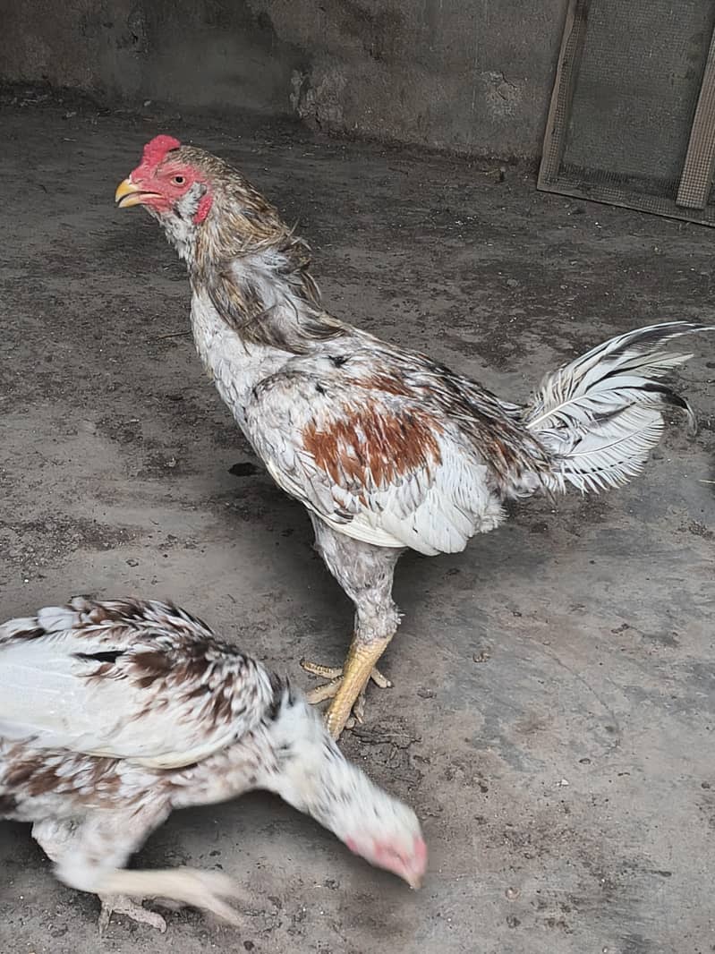 aseel pair 1