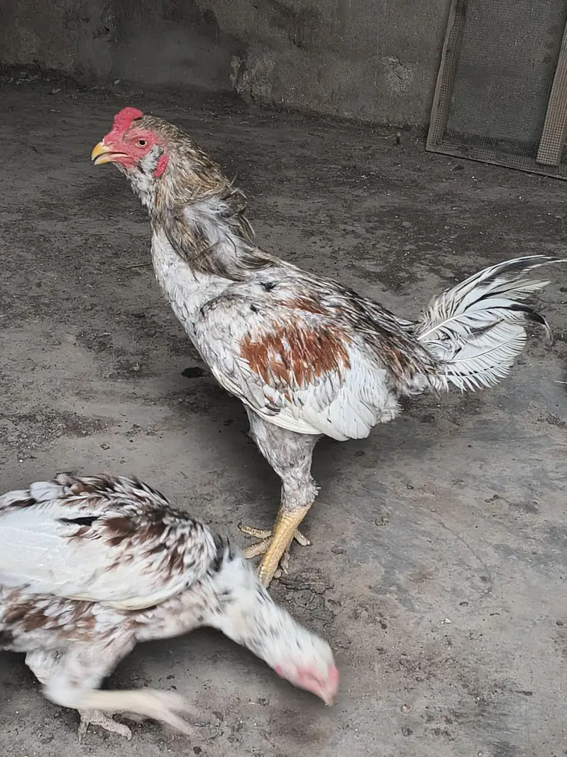 aseel pair — photo 2