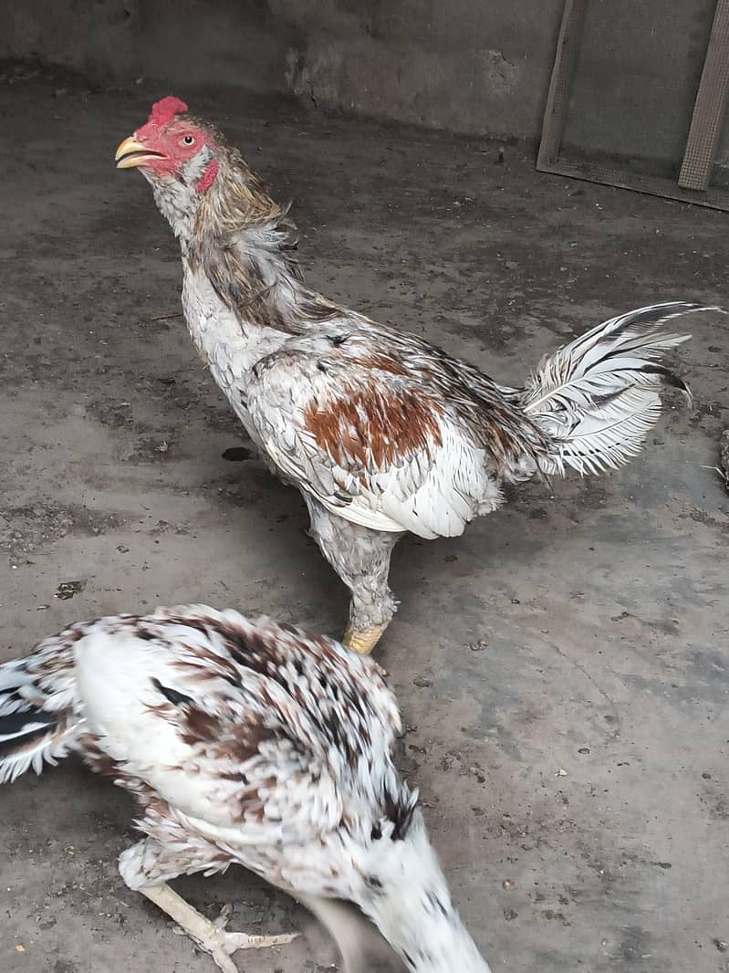 aseel pair 2