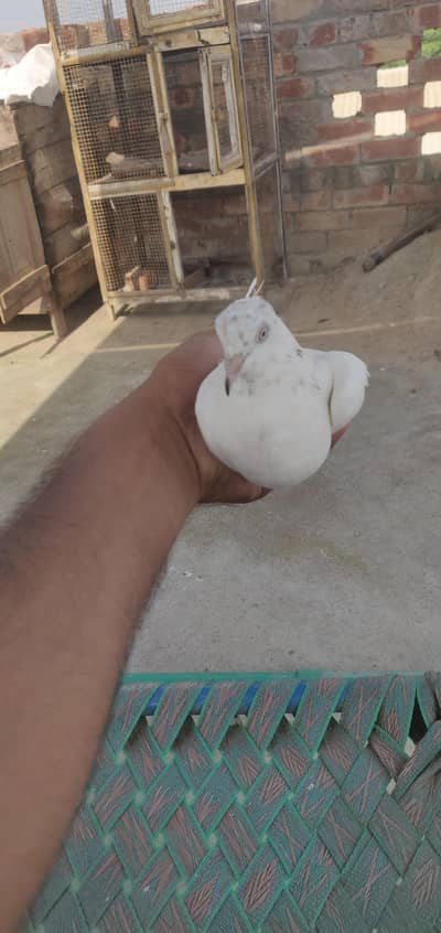 kabootar for sale