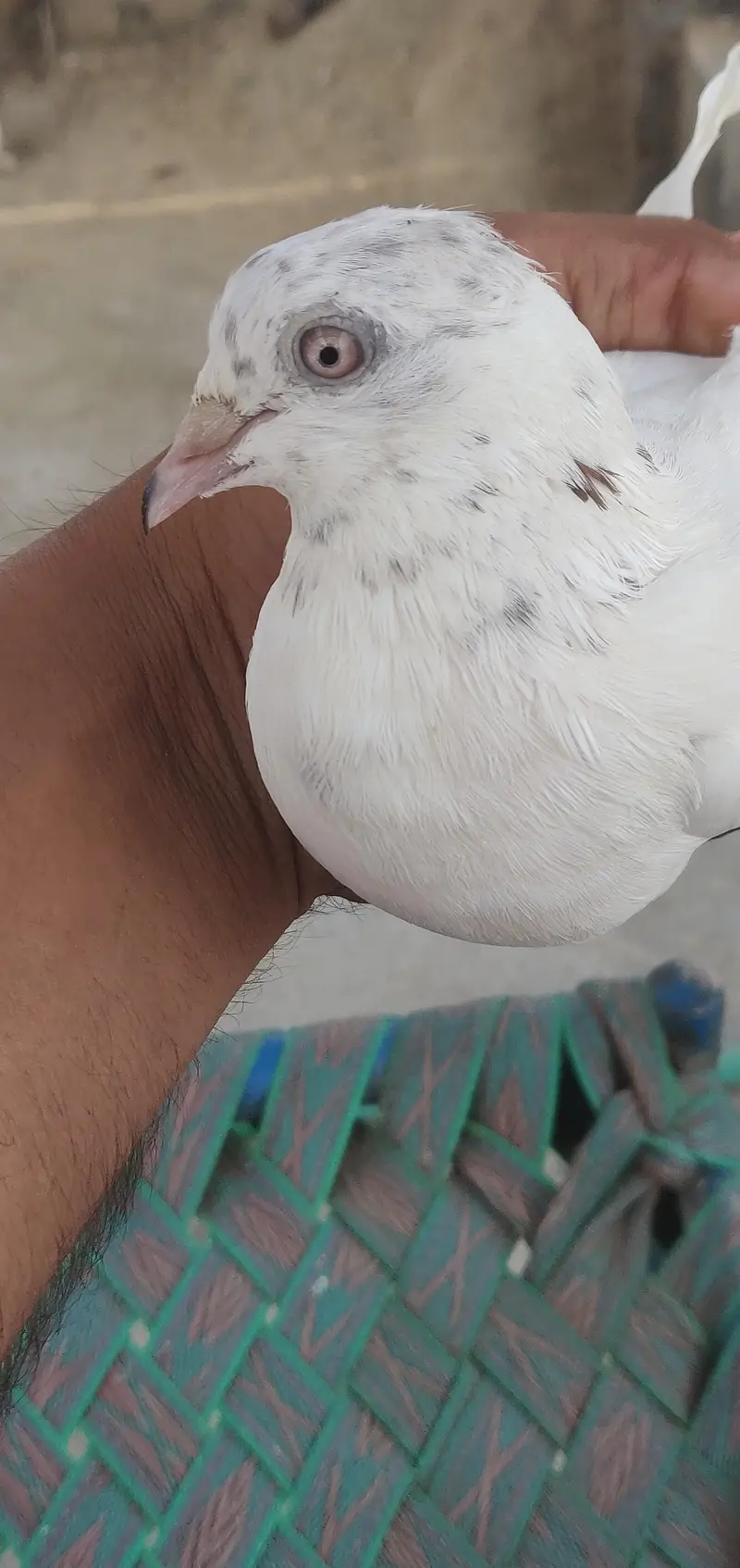 kabootar for sale — photo 2