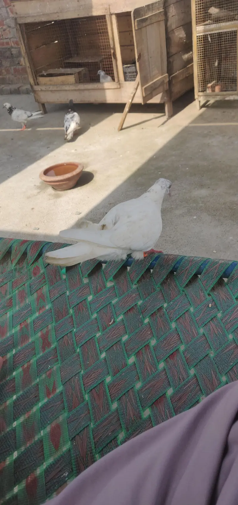 kabootar for sale — photo 6