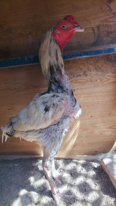 aseel chdena for sale