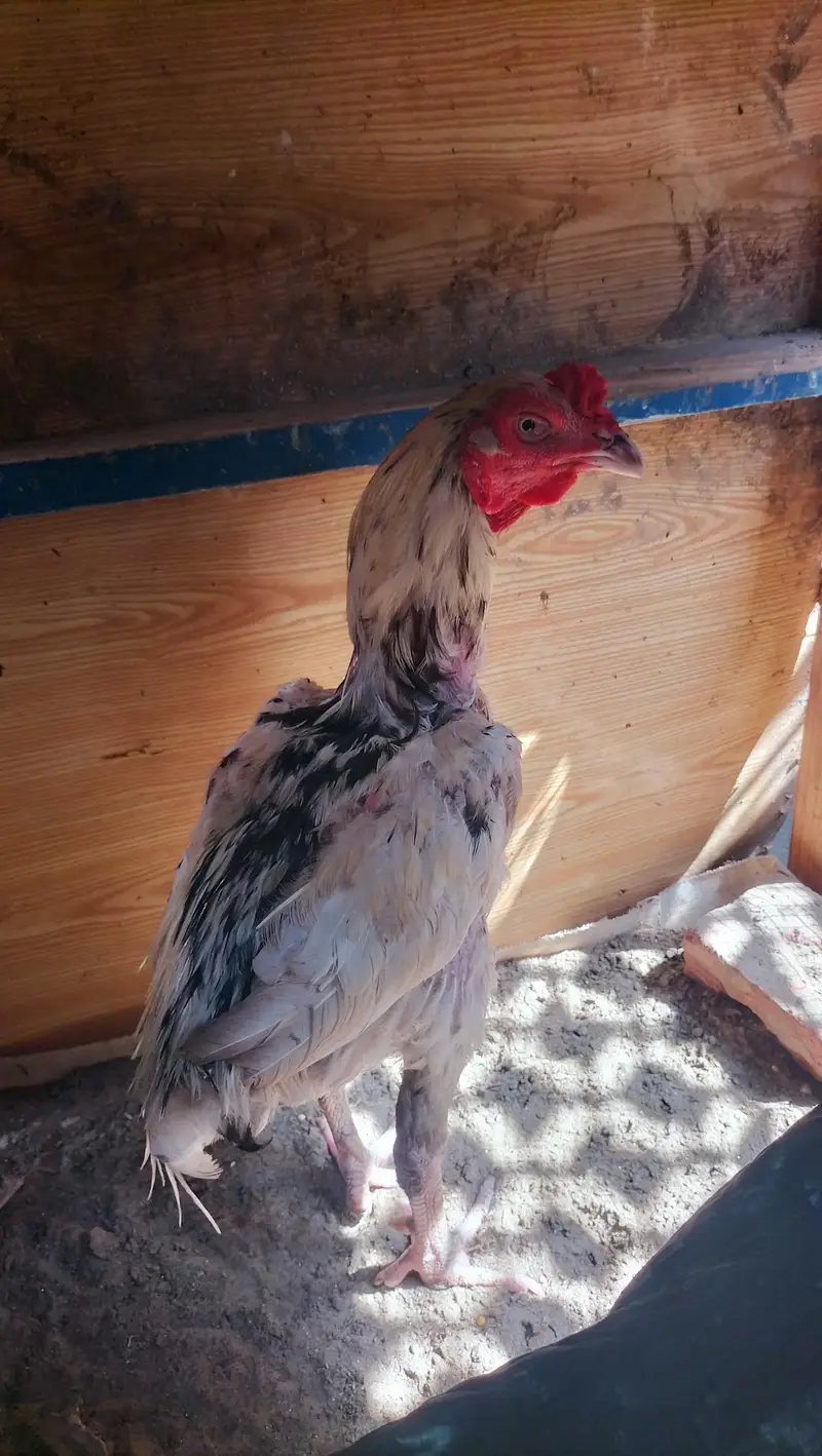aseel chdena for sale — photo 2