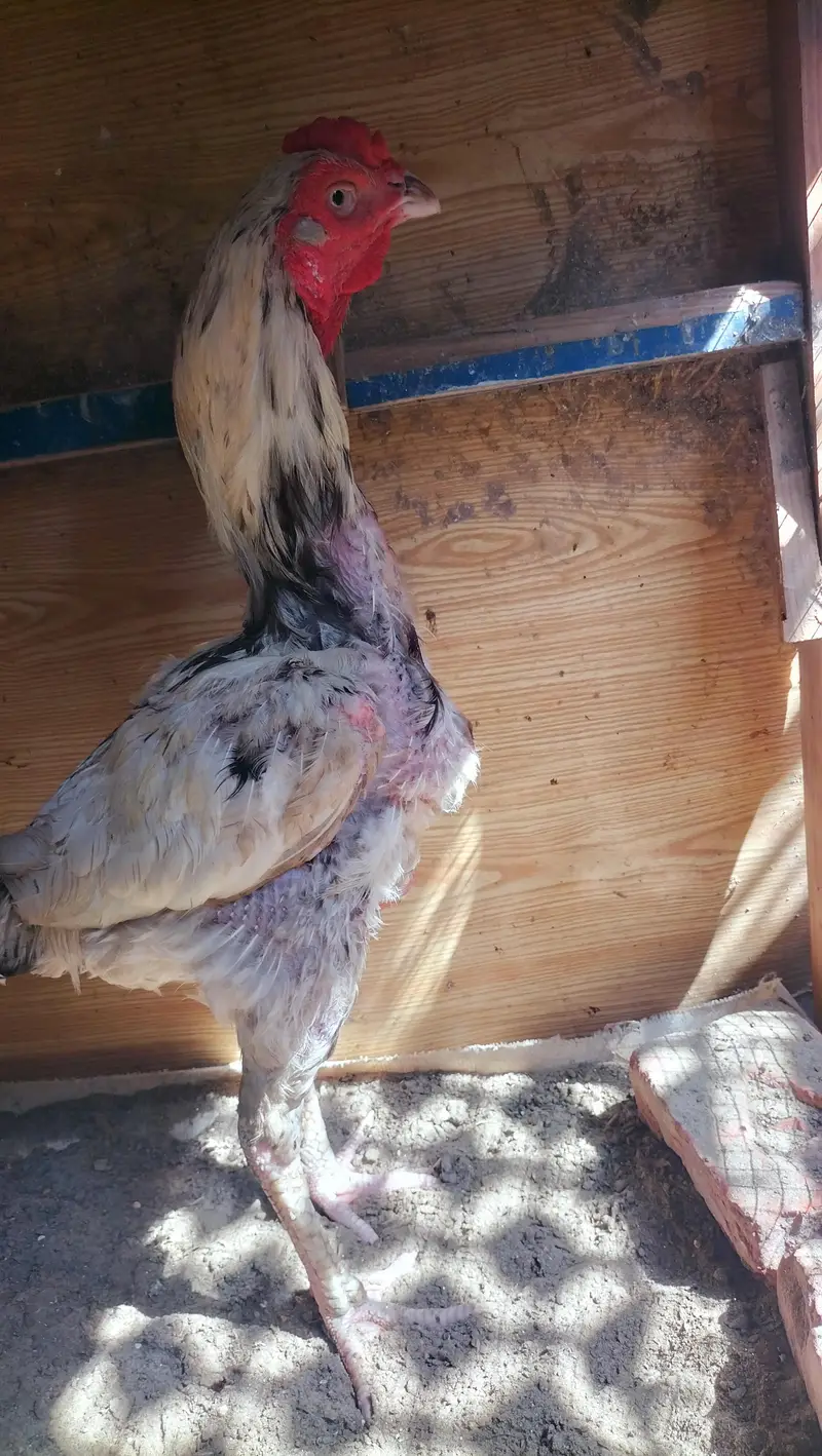 aseel chdena for sale — photo 3
