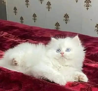 Persian cat  2 month age  For sale  Vaccinated  Active