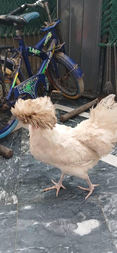 polish hen available for sale